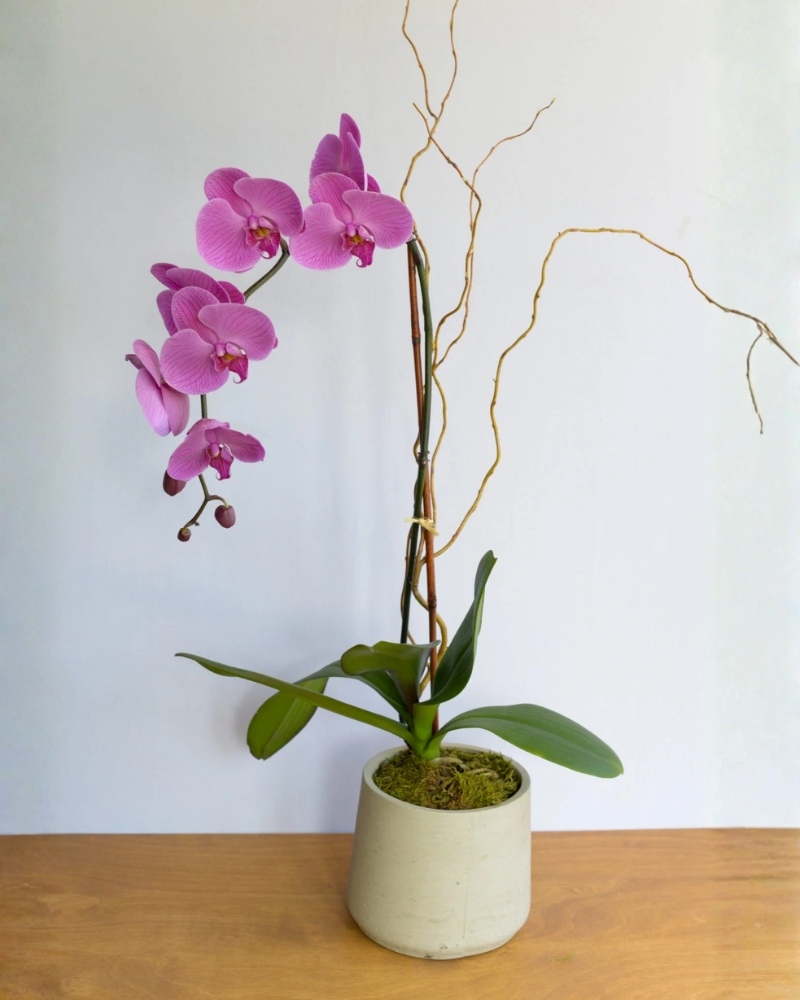 ý nghĩa chậu lan hồ điệp 1 cành