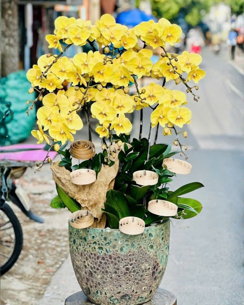 ý nghĩa chậu lan hồ điệp 10 cành