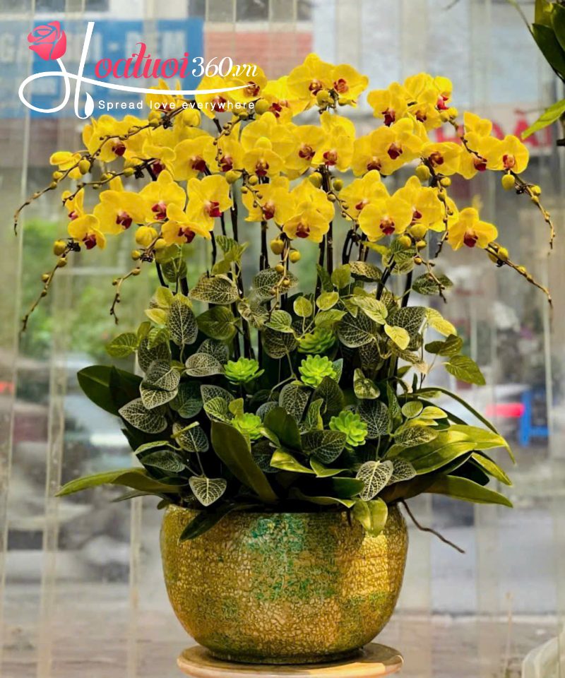 ý nghĩa chậu lan hồ điệp 15 cành