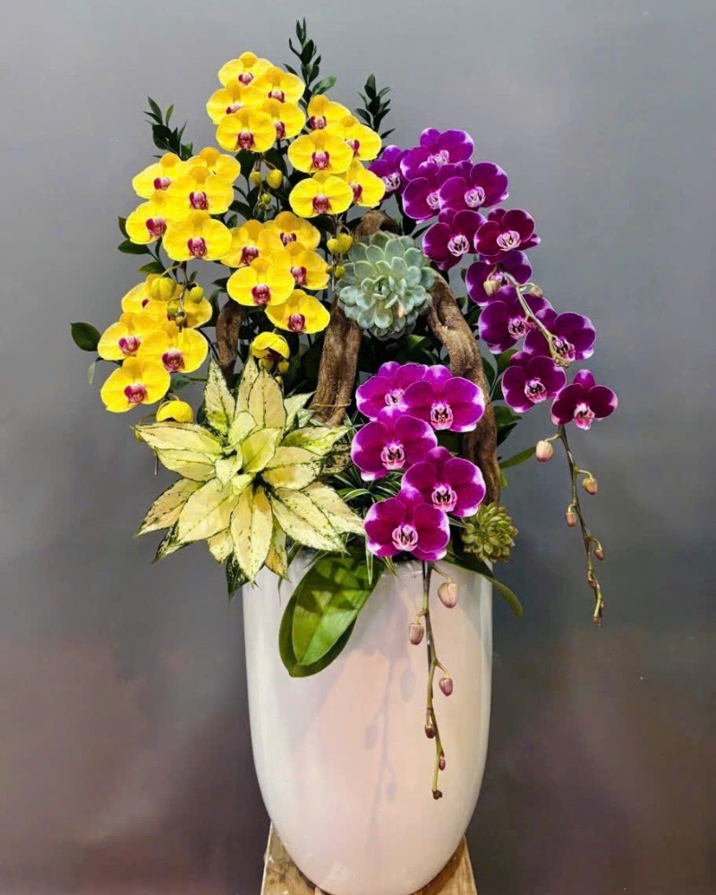 ý nghĩa chậu lan hồ điệp 8 cành