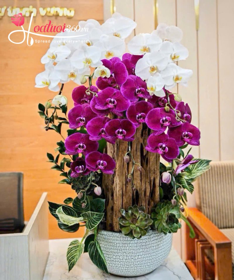Ý nghĩa của chậu lan hồ điệp 7 cành