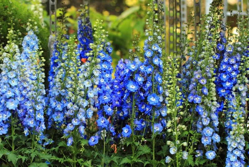ý nghĩa của hoa delphinium