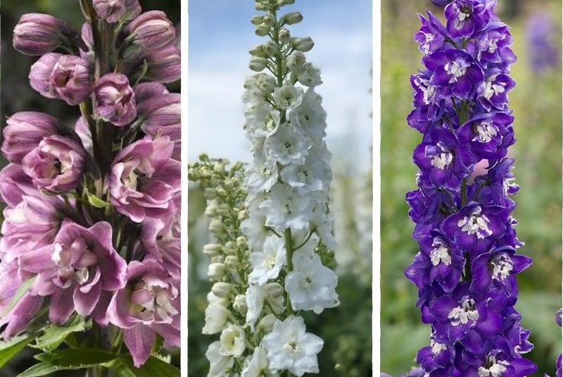 ý nghĩa của hoa delphinium