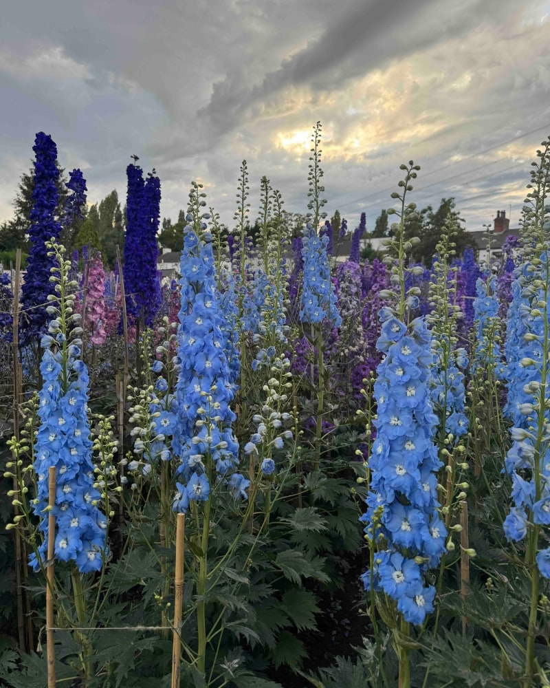 ý nghĩa của hoa delphinium