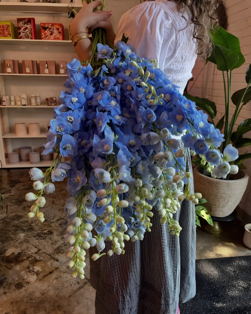 Nên tặng hoa Delphinium vào dịp nào
