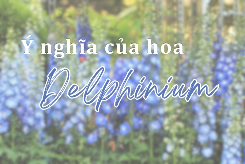 Ý nghĩa của hoa Delphinium - Tình yêu, sự bảo vệ, khát vọng