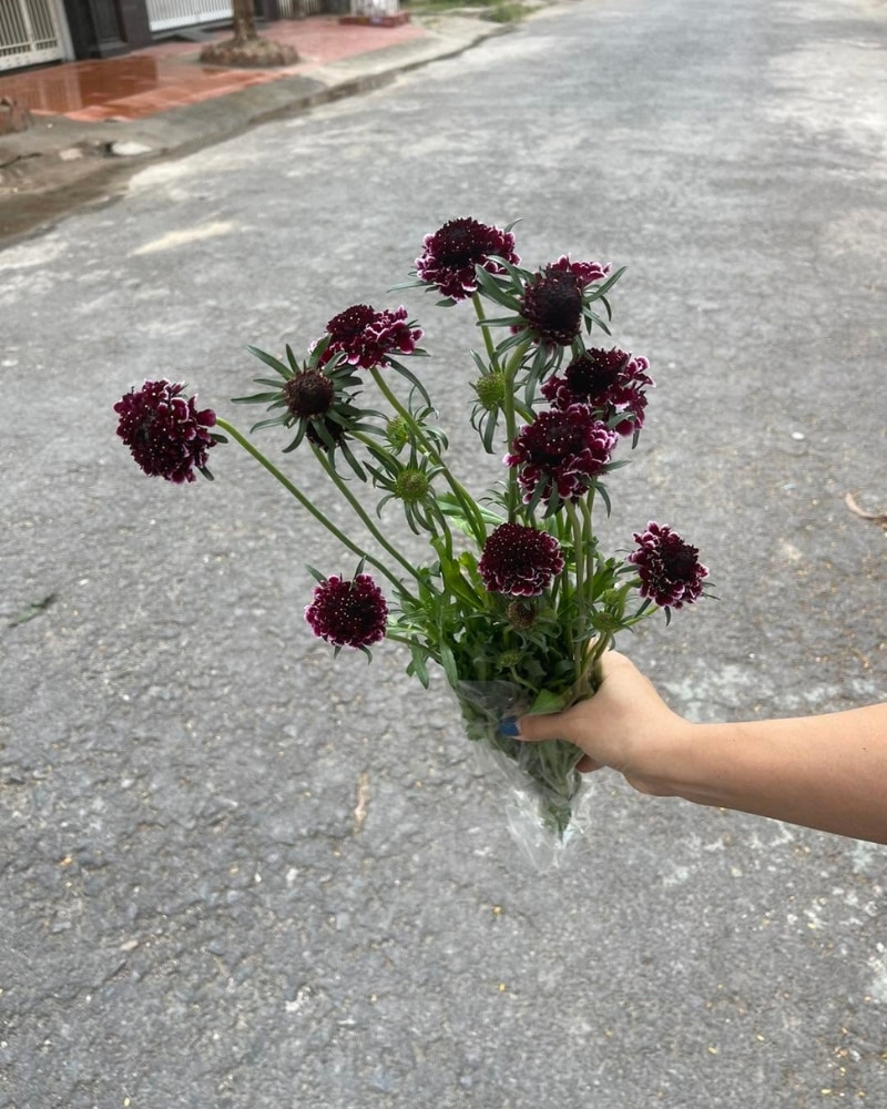 ý nghĩa của hoa scabiosa
