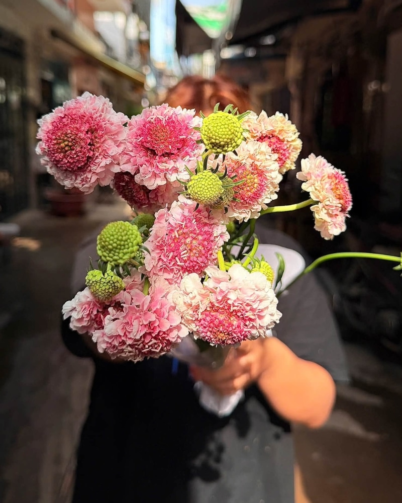 ý nghĩa của hoa scabiosa