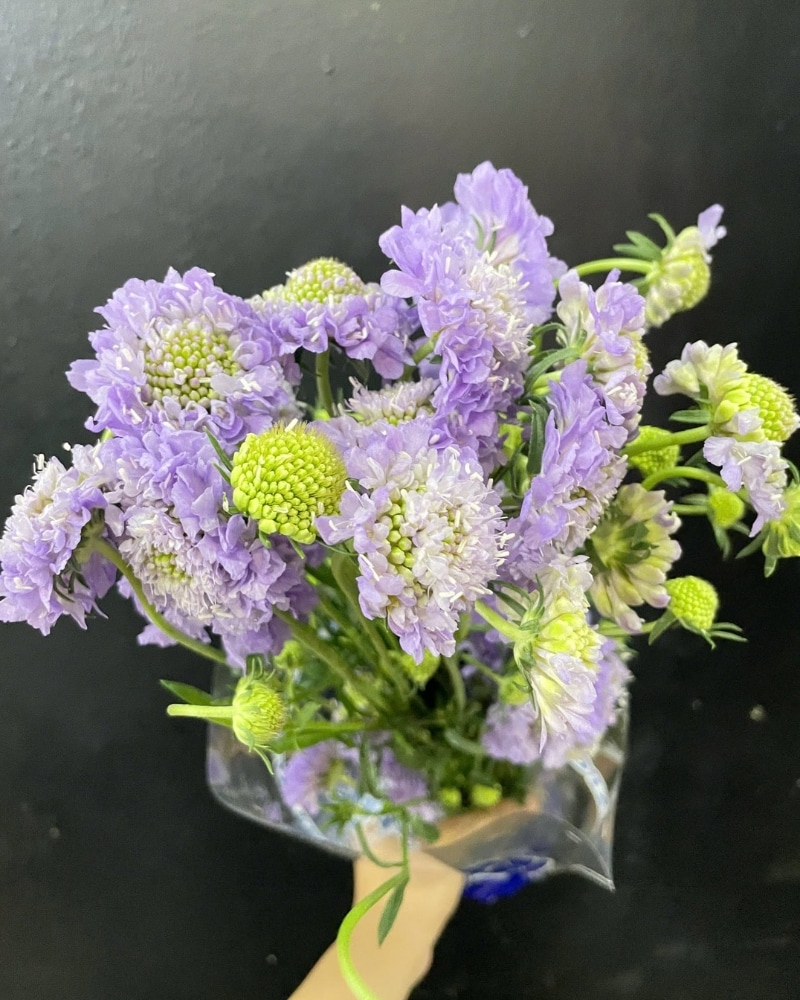 ý nghĩa của hoa scabiosa