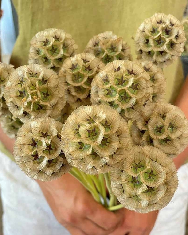 ý nghĩa của hoa scabiosa