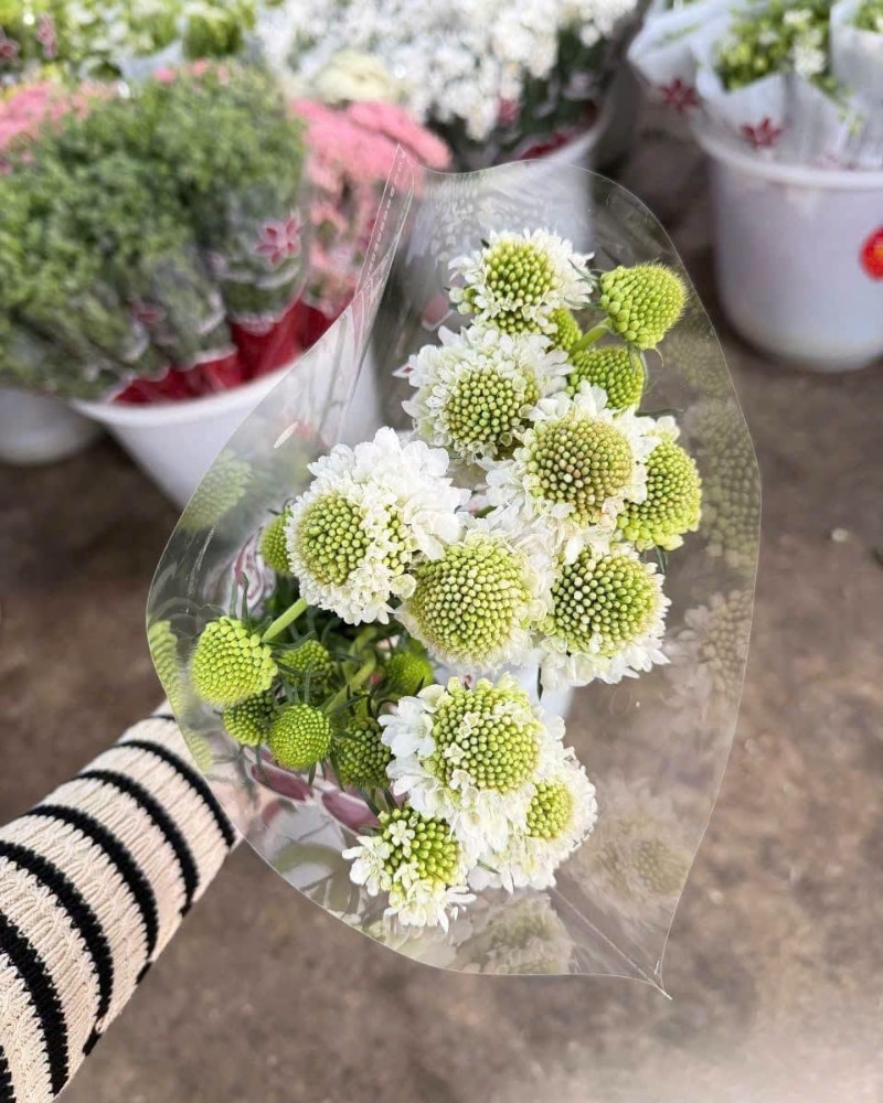 ý nghĩa của hoa scabiosa