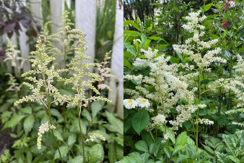 ý nghĩa hoa astilbe