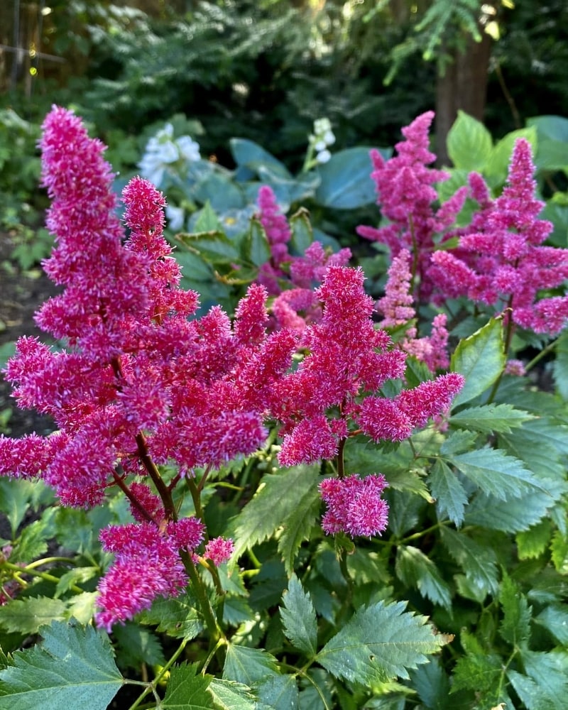 Ý nghĩa hoa Astilbe trong tình yêu