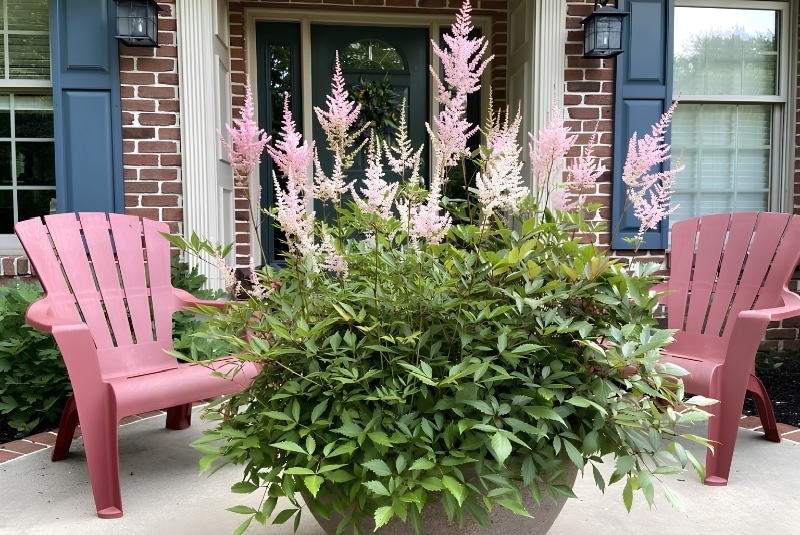 Ý nghĩa hoa Astilbe trong cuộc sống
