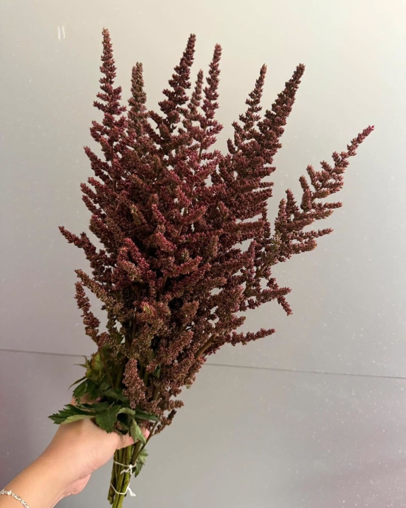 Ý nghĩa hoa Astilbe