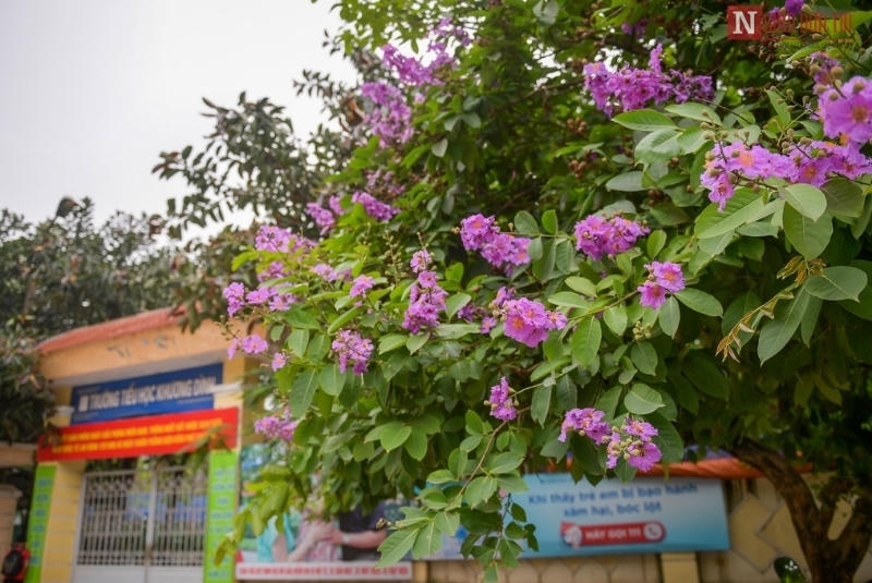Ý nghĩa hoa bằng lăng về tình yêu, tình bạn