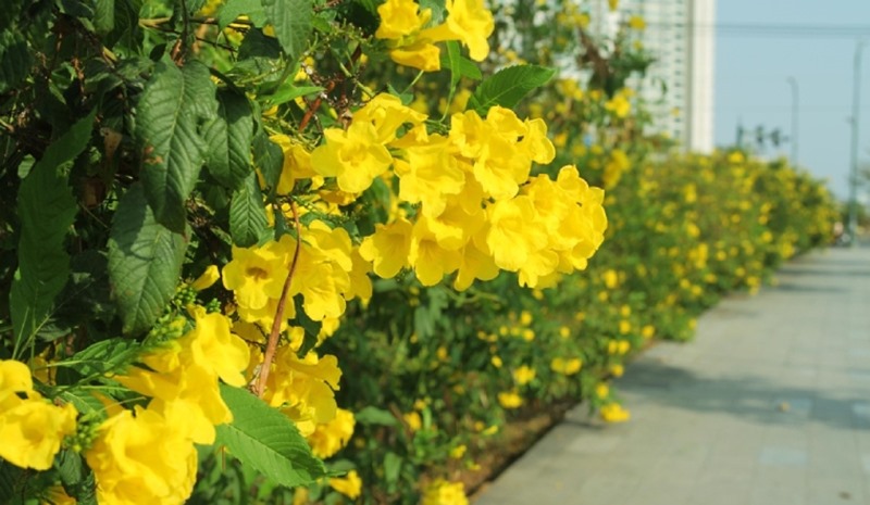 Cây hoa chuông vàng hợp mệnh gì