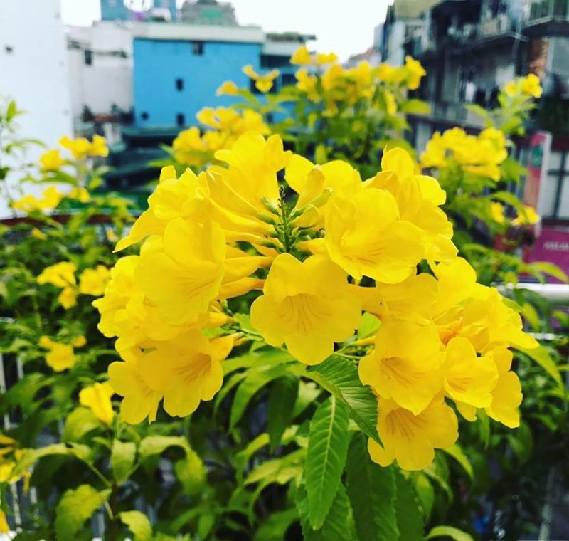 Ý nghĩa hoa chuông vàng trong đời sống