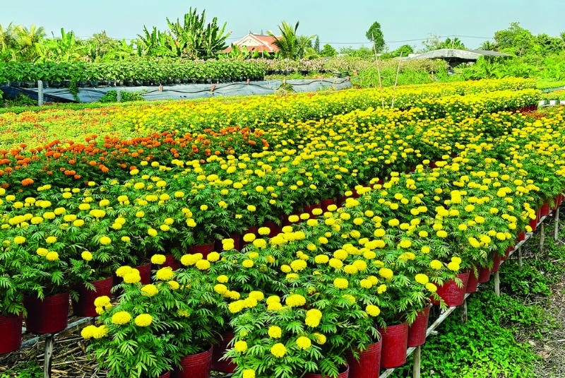 Ý nghĩa hoa cúc vạn thọ