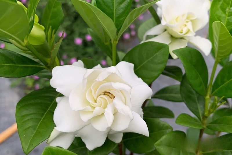 Ý nghĩa hoa dành dành