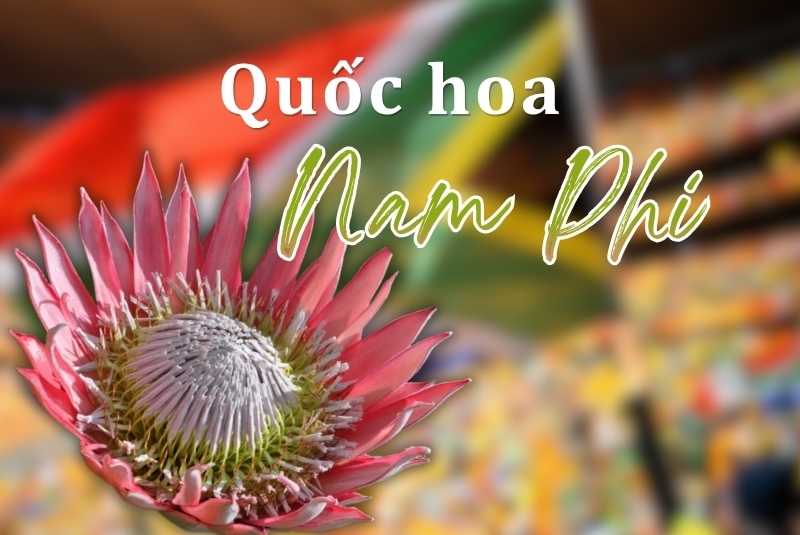 ý nghĩa hoa protea