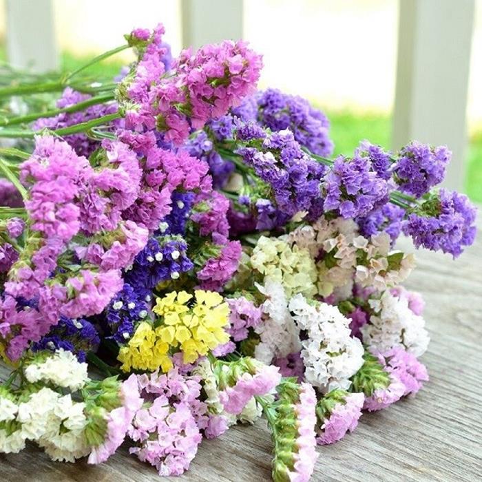 Mẹo giữ hoa salem trắng tươi lâu