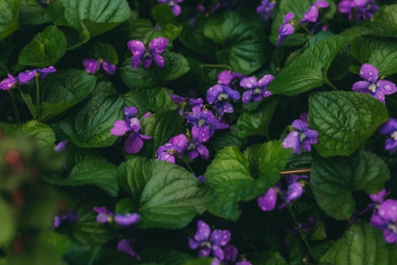 hoa violet