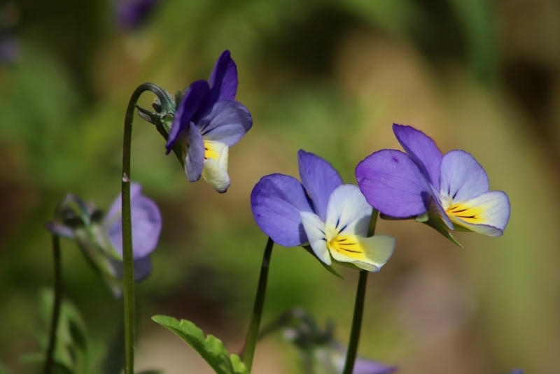 Ý nghĩa hoa violet trong phong thủy
