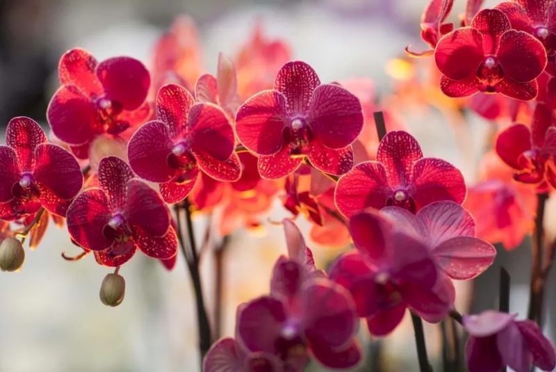 ý nghĩa lan hồ điệp đỏ