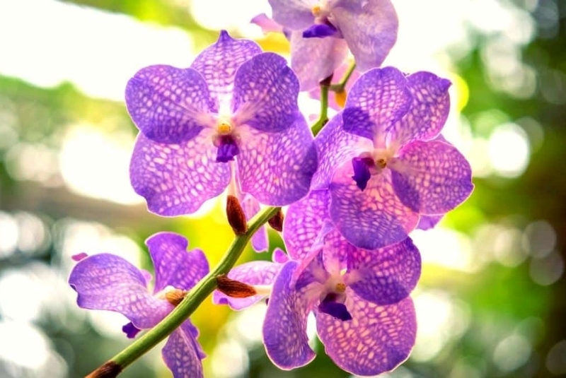 ý nghĩa lan hồ điệp tím