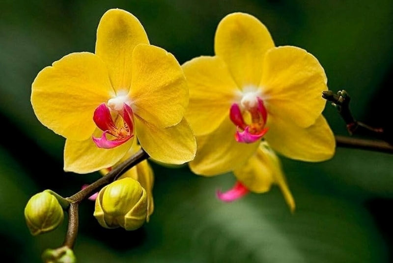 ý nghĩa lan hồ điệp vàng