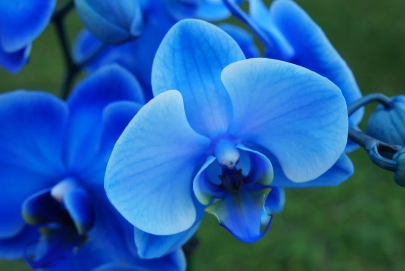 ý nghĩa lan hồ điệp xanh dương