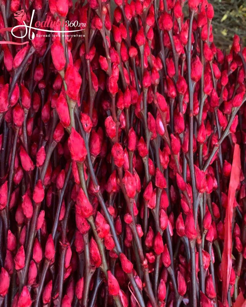 ý nghĩa nụ tầm xuân màu đỏ