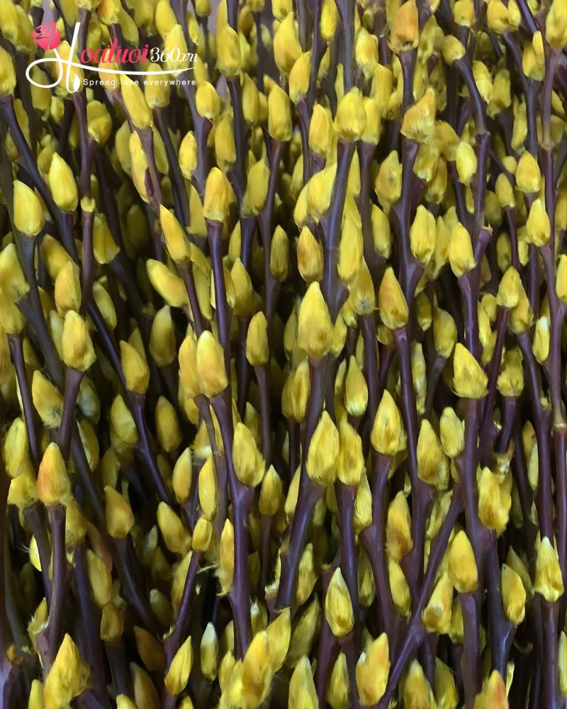 ý nghĩa nụ tầm xuân màu vàng