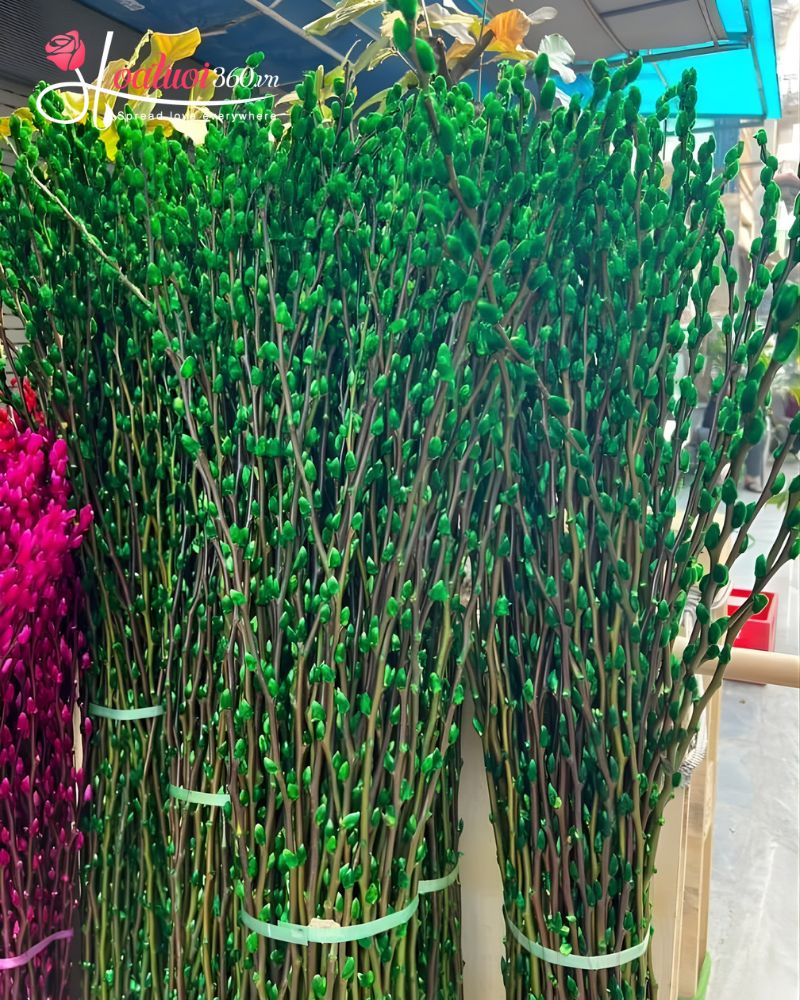 ý nghĩa nụ tầm xuân màu xanh