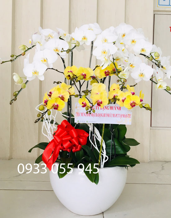 hình ảnh hoa lan hồ điệp kết hợp trắng vàng ngày tết