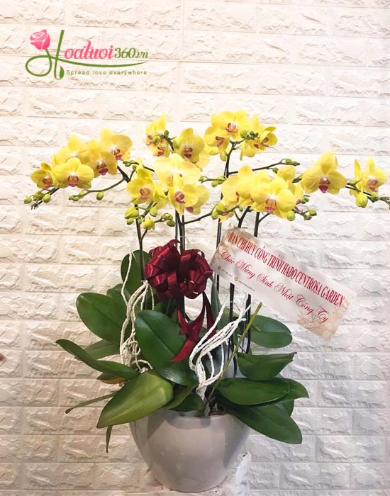 Chậu lan vàng biểu trưng sang giàu và hạnh phúc tại quận Tân Phú  tphcm