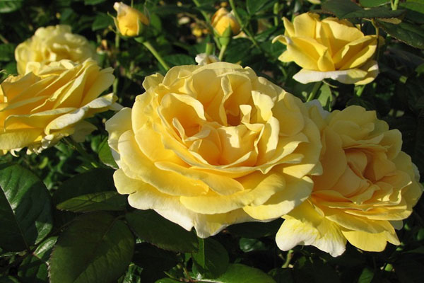 Các loại hoa hồng đẹp nhất trên thế giới