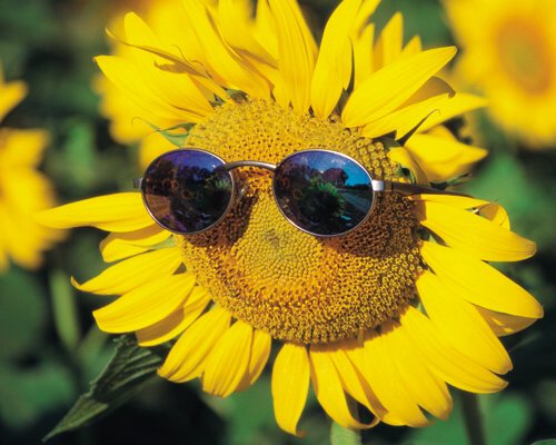 Mùa hè đến rồi, hoa hướng dương lại nở rực rỡ trên những cánh đồng vàng rực. Hãy cùng ngắm nhìn hình ảnh về hoa hướng dương, cảm nhận tình yêu và sự đam mê của mùa hè qua từng đường nét trên bức ảnh.