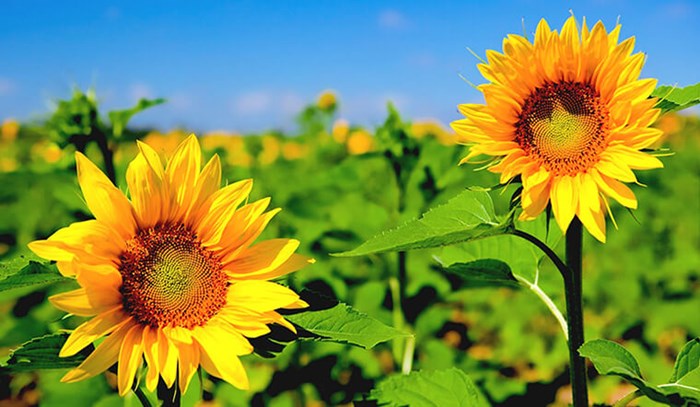 Đặc điểm của hoa hướng dương