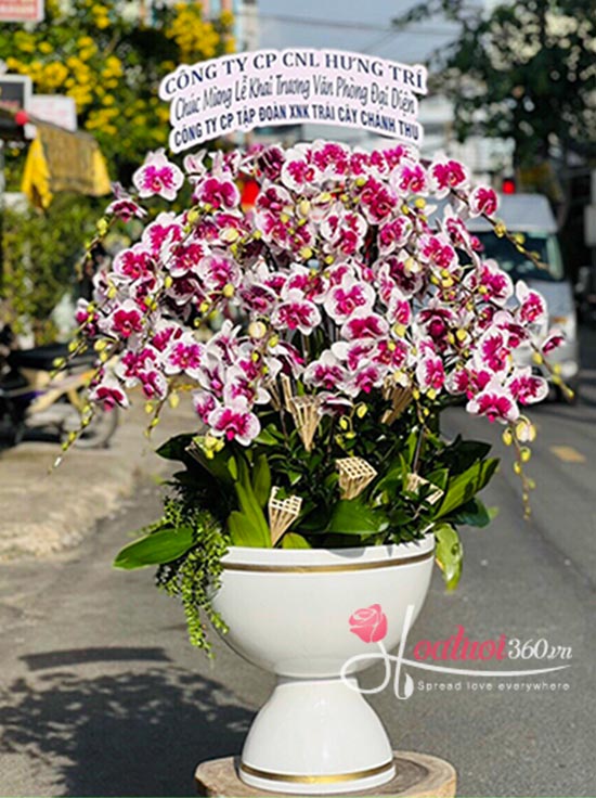 Hoa lan 360 - lan hồ điệp siêu đẹp cung cấp toàn quốc