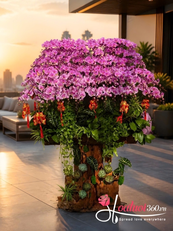 Chậu lan hồ điệp tím 68 cành - Xuân nguyệt vinh hoa