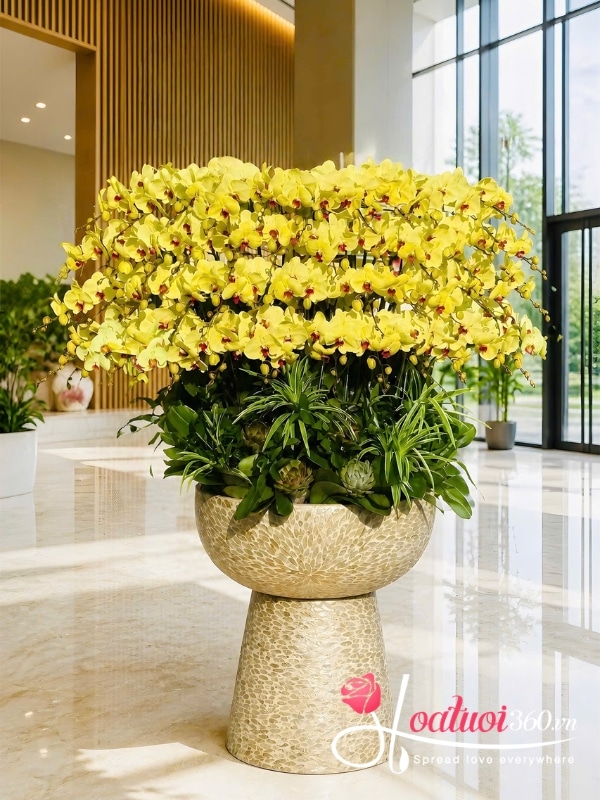 Chậu lan hồ điệp vàng 50 cành - Kim điệp phú quý