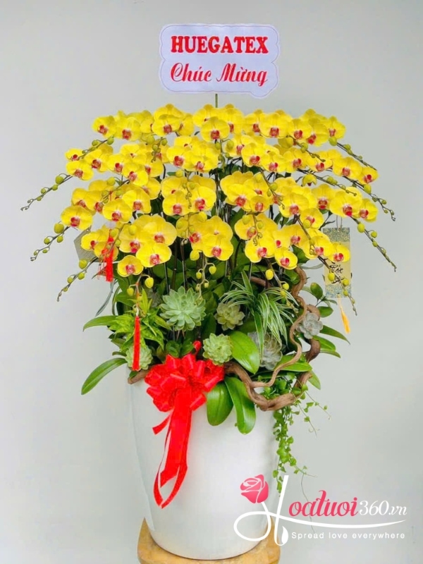 Chậu lan hồ điệp vàng - Nắng vàng thịnh vượng