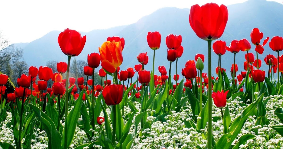 Hoa tulip đỏ đẹp và ý nghĩa