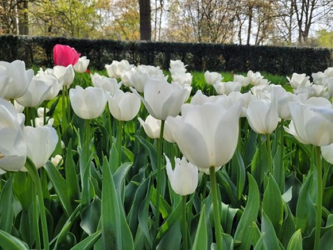 Hình ảnh hoa tulip trắng