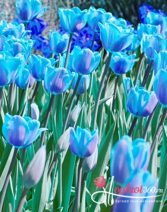 Cách bảo quản hoa tulip xanh