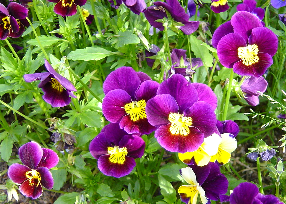 Hình ảnh cây hoa pansy tím