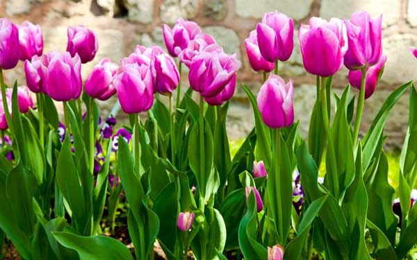 Hoa tulip Hà Lan đẹp nhất thế giới