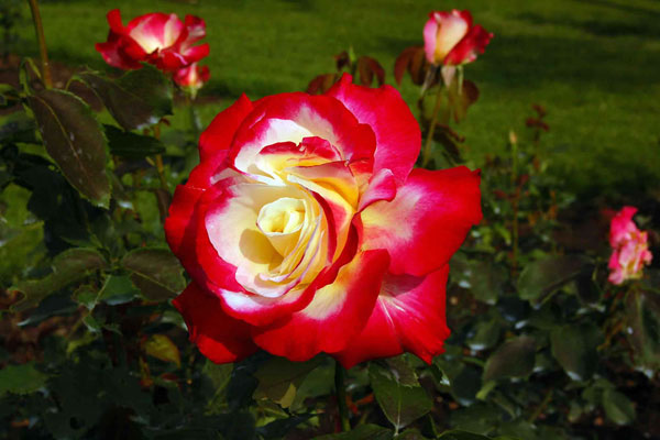 Hoa hồng Double Delight đẹp trên thế giới